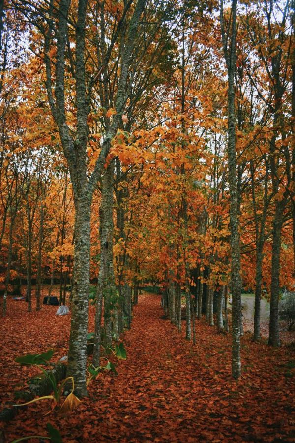 Quinta Das Fontes - Alojamento Rustico Local E Turismo Rural Сан-Педру-ду-Сул Экстерьер фото
